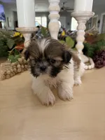 Cuddles, a male Shih Tzu for sale in Exeter, MO – 7 of 7