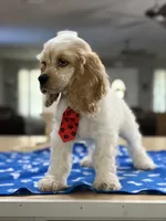 ‼️Toby. ‼️‼️Discount , a male Cocker Spaniel for sale in Exeter, MO – 2 of 10