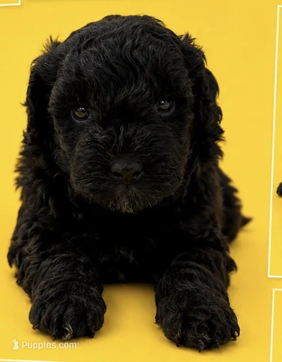 Silvys silver boy  – Poodle - Miniature  puppy for sale in Exeter, MO
