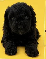 Silvys boy , a male Poodle - Miniature  for sale in Exeter, MO – 6 of 10
