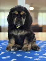 AKC BLACK AND TAN# 4843, a female Cocker Spaniel for sale in Exeter, MO – 5 of 9