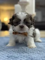 Lola’s boy #2.  4675 ⭐️⭐️⭐️, a male Shih Tzu for sale in Exeter, MO – 10 of 10