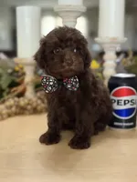 Snickers , a male Poodle - Miniature  for sale in Exeter, MO – 4 of 10
