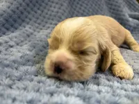 AKC Piper Buff #9399, a female Cocker Spaniel for sale in Exeter, MO – 8 of 10