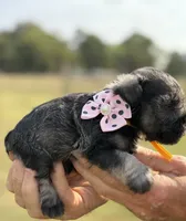 Mercy’s girl #1. AKC, a female Miniature Schnauzer for sale in Exeter, MO – 8 of 10