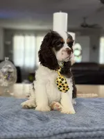AKC Eva’s Boy, a male Cocker Spaniel for sale in Exeter, MO – 6 of 10