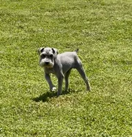 Mercy’s girl #1. AKC, a female Miniature Schnauzer for sale in Exeter, MO – 9 of 10