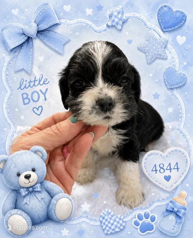 AKC parti # 4844 – Cocker Spaniel puppy for sale in Exeter, MO