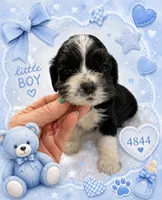 AKC parti # 4844, a male Cocker Spaniel for sale in Exeter, MO – 1 of 3