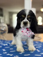 AKC TRI Girl # 4847, a female Cocker Spaniel for sale in Exeter, MO – 9 of 10