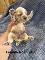 AKC Paige Red Roan #9403, a female Cocker Spaniel for sale in Exeter, MO – 3 of 10