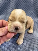 AKC Piper Buff #9399, a female Cocker Spaniel for sale in Exeter, MO – 3 of 10