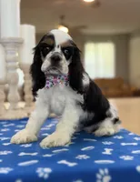 AKC TRI # 4845, a female Cocker Spaniel for sale in Exeter, MO – 3 of 7