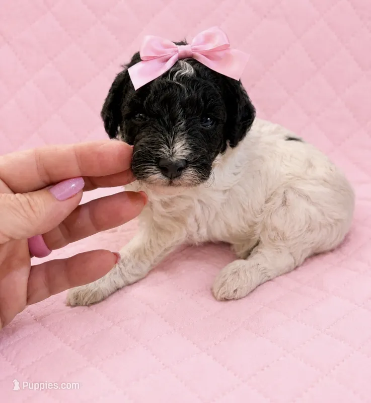 Silvys girl #2 – Poodle - Miniature  puppy for sale in Exeter, MO