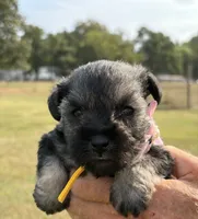 Mercy’s girl #1. AKC, a female Miniature Schnauzer for sale in Exeter, MO – 6 of 10