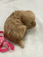 Kandys girl # 4671, a female Poodle - Miniature  for sale in Exeter, MO – 6 of 9