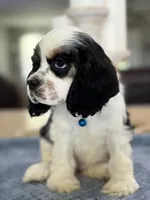 AKC TRI # 4845, a female Cocker Spaniel for sale in Exeter, MO – 7 of 7