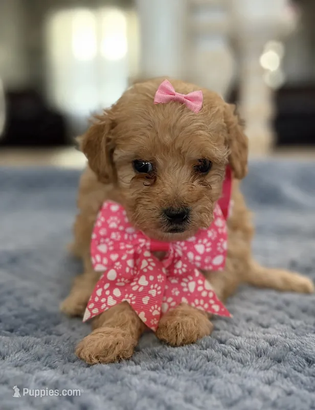 Kandys girl # 4671 – Poodle - Miniature  puppy for sale in Exeter, MO
