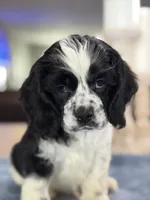 AKC PARTI  Boy❗️❗️ #4842❗️❗️, a male Cocker Spaniel for sale in Exeter, MO – 8 of 10