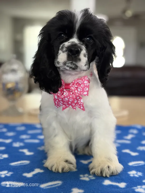 AKC Angles  Girl # 4780 – Cocker Spaniel puppy for sale in Exeter, MO
