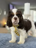 AKC Eva’s Boy, a male Cocker Spaniel for sale in Exeter, MO – 4 of 10