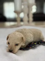 Kandys cream boy # 4672, a male Poodle - Miniature  for sale in Exeter, MO – 4 of 8