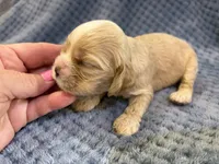 AKC Piper Buff #9399, a female Cocker Spaniel for sale in Exeter, MO – 7 of 10