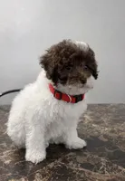 processed/d3f4dbf1-1047-48e8-b41c-dc33f195e145/listing/ebdd3647-8ade-4b2b-822d-f10d8acd1f57/abcc9f2c-3637-496d-89b0-74d934cd21af