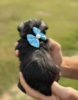 Mercy’s girl #2 AKC, a female Miniature Schnauzer for sale in Exeter, MO – 5 of 10