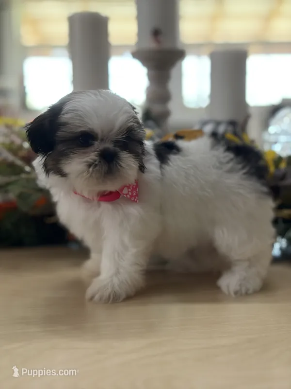 Lola’s girl #2– 4678 🦋💙🦋 – Shih Tzu puppy for sale in Exeter, MO