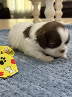 Lola’s boy #2.  4675 ⭐️⭐️⭐️, a male Shih Tzu for sale in Exeter, MO – 5 of 9