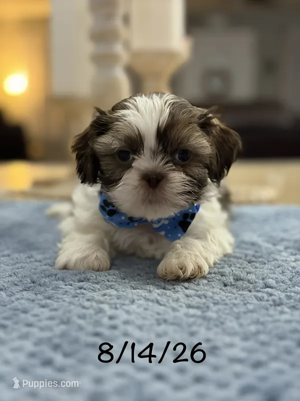 Lola’s boy #1.  4679 🧢 – Shih Tzu puppy for sale in Exeter, MO