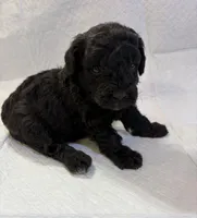 Silvys boy , a male Poodle - Miniature  for sale in Exeter, MO – 10 of 10