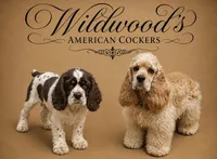 AKC Angles #4789, a male Cocker Spaniel for sale in Exeter, MO – 7 of 7
