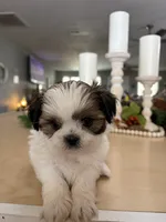 Chuck, a male Shih Tzu for sale in Exeter, MO – 5 of 10
