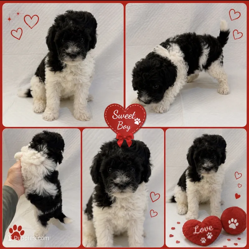 Black and white boy #2 – Poodle - Miniature  puppy for sale in Exeter, MO