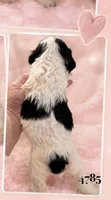 AKC PARTI # 4785, a female Cocker Spaniel for sale in Exeter, MO – 4 of 4