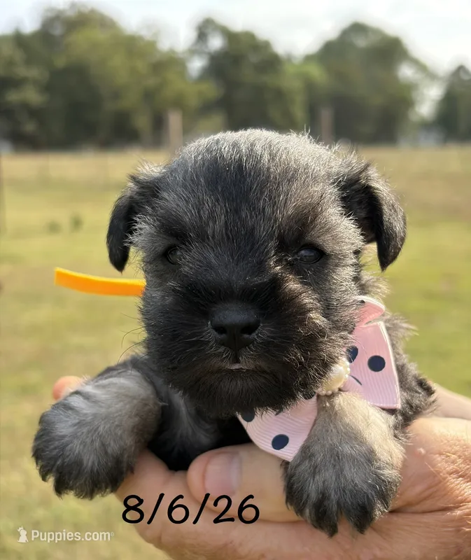 Mercy’s girl #1. AKC – Miniature Schnauzer puppy for sale in Exeter, MO