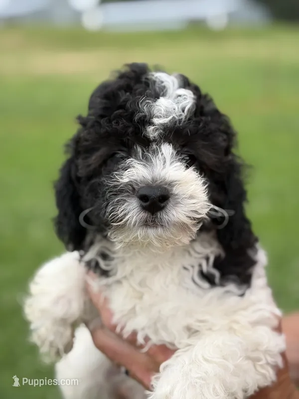 Black white male #1 – Poodle - Miniature  puppy for sale in Exeter, MO