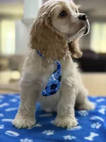 AKC Prince # 9402 Buff, a male Cocker Spaniel for sale in Exeter, MO – 8 of 10