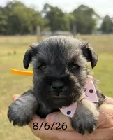 Mercy’s girl #1. AKC, a female Miniature Schnauzer for sale in Exeter, MO – 7 of 10