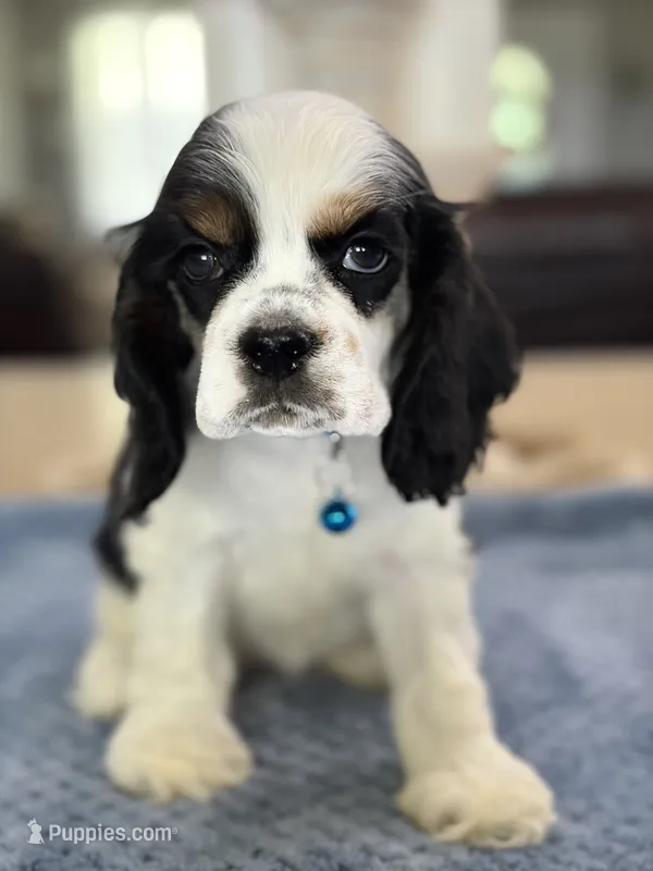 AKC TRI # 4845 – Cocker Spaniel puppy for sale in Exeter, MO