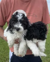 Black and white boy #2, a male Poodle - Miniature  for sale in Exeter, MO – 7 of 8