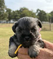 Mercy’s girl #1. AKC, a female Miniature Schnauzer for sale in Exeter, MO – 3 of 10