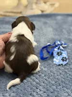 Lola’s boy #1.  4679 🧢, a male Shih Tzu for sale in Exeter, MO – 7 of 8