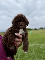 Chocolate Girl white chest , a female Poodle - Miniature  for sale in Exeter, MO – 2 of 10