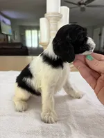 AKC Angles # 4782, a female Cocker Spaniel for sale in Exeter, MO – 7 of 8