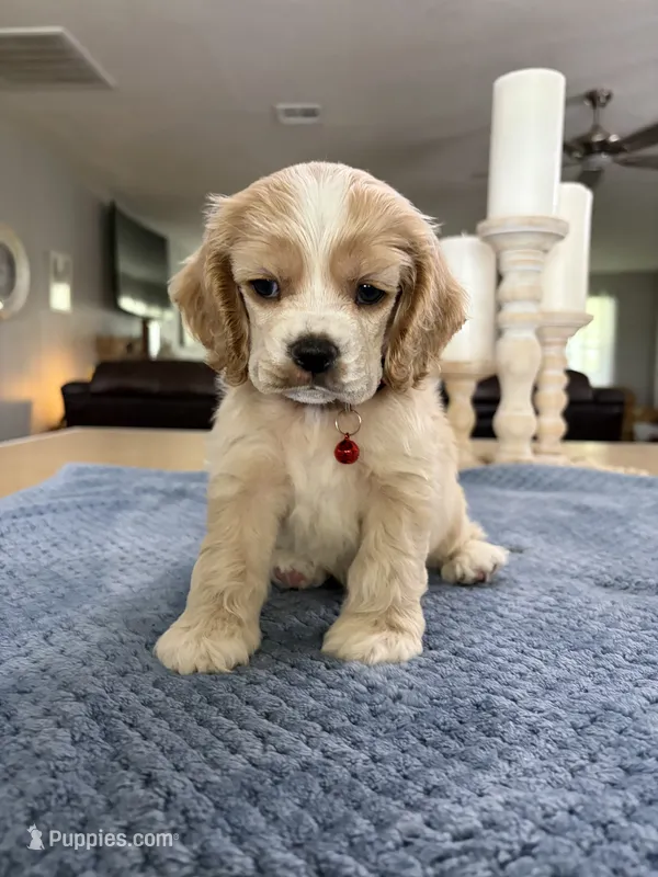 AKC Prince # 9402 Buff – Cocker Spaniel puppy for sale in Exeter, MO