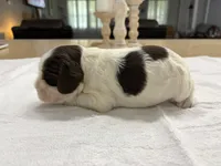 AKC Eva’s Girl #1, a female Cocker Spaniel for sale in Exeter, MO – 3 of 6