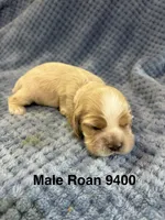 AKC Paul # 9400 Red Roan, a male Cocker Spaniel for sale in Exeter, MO – 2 of 10